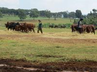 Dreschen von Getreide in Äthiopien