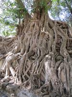 Wurzelgeflechte am Bad des Fasilides