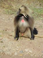 Blutbrustpaviane