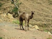 das erste Dromedar auf dem Weg nach Axum