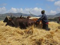 Dreschen von Getreide in Äthiopien
