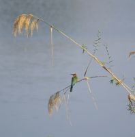 111 Bienenfresser