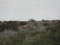 Singlereise Namibia – Nashörner in der Lapa Lange Lodge