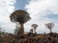 Singlereise Namibia – Köcherbaumwald bei Keetmanshoop
