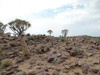 Singlereise Namibia – Köcherbaumwald bei Keetmanshoop