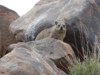 Singlereise Namibia – Klippschliefer im Köcherbaumwald