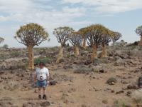 Singlereise Namibia – Köcherbaumwald bei Keetmanshoop