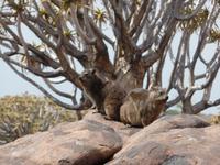 Singlereise Namibia – Klippschliefer im Köcherbaumwald