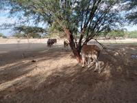 Singlereise Namibia – Kuhantilopen bei Keetmanshoop