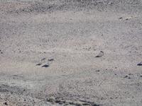 Singlereise Namibia – Bergzebras am Fish River Canyon