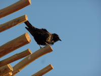 Singlereise Namibia – Glanzstar am Fish River Canyon