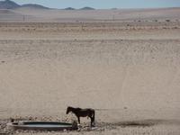 Singlereise Namibia – Garub-Wasserloch für Wildpferde