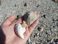 Singlereise Namibia – namibische Muscheln am Diaz Point