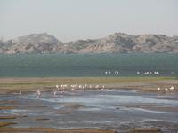 Singlereise Namibia – Flamingos bei Lüderitz