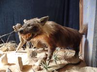 Singlereise Namibia – Kolmanskop