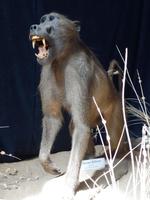 Singlereise Namibia – Kolmanskop