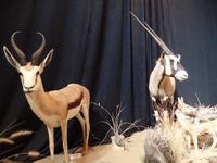 Singlereise Namibia – Kolmanskop