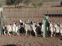 Singlereise Namibia – Schafe auf der Dabis-Farm