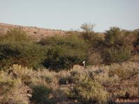 Singlereise Namibia – Kudus auf der Dabis-Farm