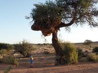 Singlereise Namibia – check der Webervögelnester