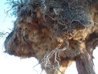 Singlereise Namibia – check der Webervögelnester
