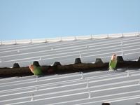 Singlereise Namibia – Rotkopfpapagei auf der Farm Dabis