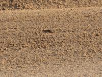 Singlereise Namibia – Schakal in der Namib Wüste