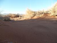 Singlereise Namibia – Tierspuren In der Namib