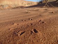 Singlereise Namibia – Spuren der Sandspinne in der Namib Wüste