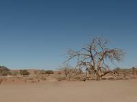Singlereise Namibia – Namib Wüste