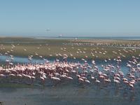 Singlereise Namibia – Flamingos in Walvis Bay
