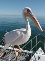Singlereise Namibia – Pelikane bei der Katamaranfahrt