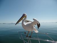 Singlereise Namibia – Pelikane bei der Katamaranfahrt
