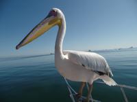 Singlereise Namibia – Pelikane bei der Katamaranfahrt