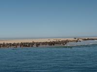 Singlereise Namibia – Ohrenrobben