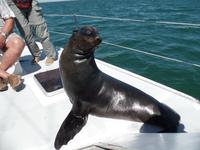 Singlereise Namibia – Ohrenrobben