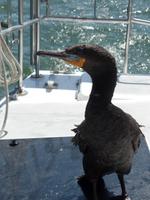 Singlereise Namibia – Katamaranfahrt