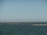 Singlereise Namibia – Flamingos in der Ferne