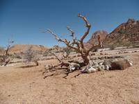 Singlereise Namibia – Erongo Berge