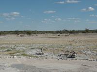 Singlereise Namibia – Etosha Nationalpark