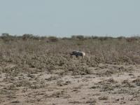 Singlereise Namibia – Etosha Nationalpark