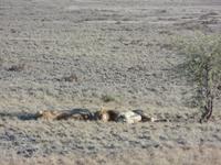 Singlereise Namibia – Etosha Nationalpark