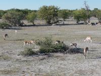 Singlereise Namibia – Etosha Nationalpark