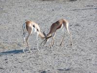 Singlereise Namibia – Etosha Nationalpark