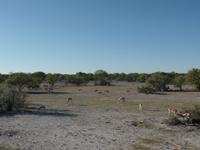 Singlereise Namibia – Etosha Nationalpark