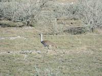 Singlereise Namibia – Etosha Nationalpark