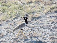 Singlereise Namibia – Etosha Nationalpark