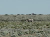 Singlereise Namibia – Etosha Nationalpark