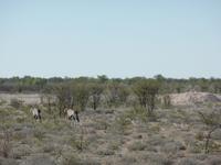 Singlereise Namibia – Etosha Nationalpark