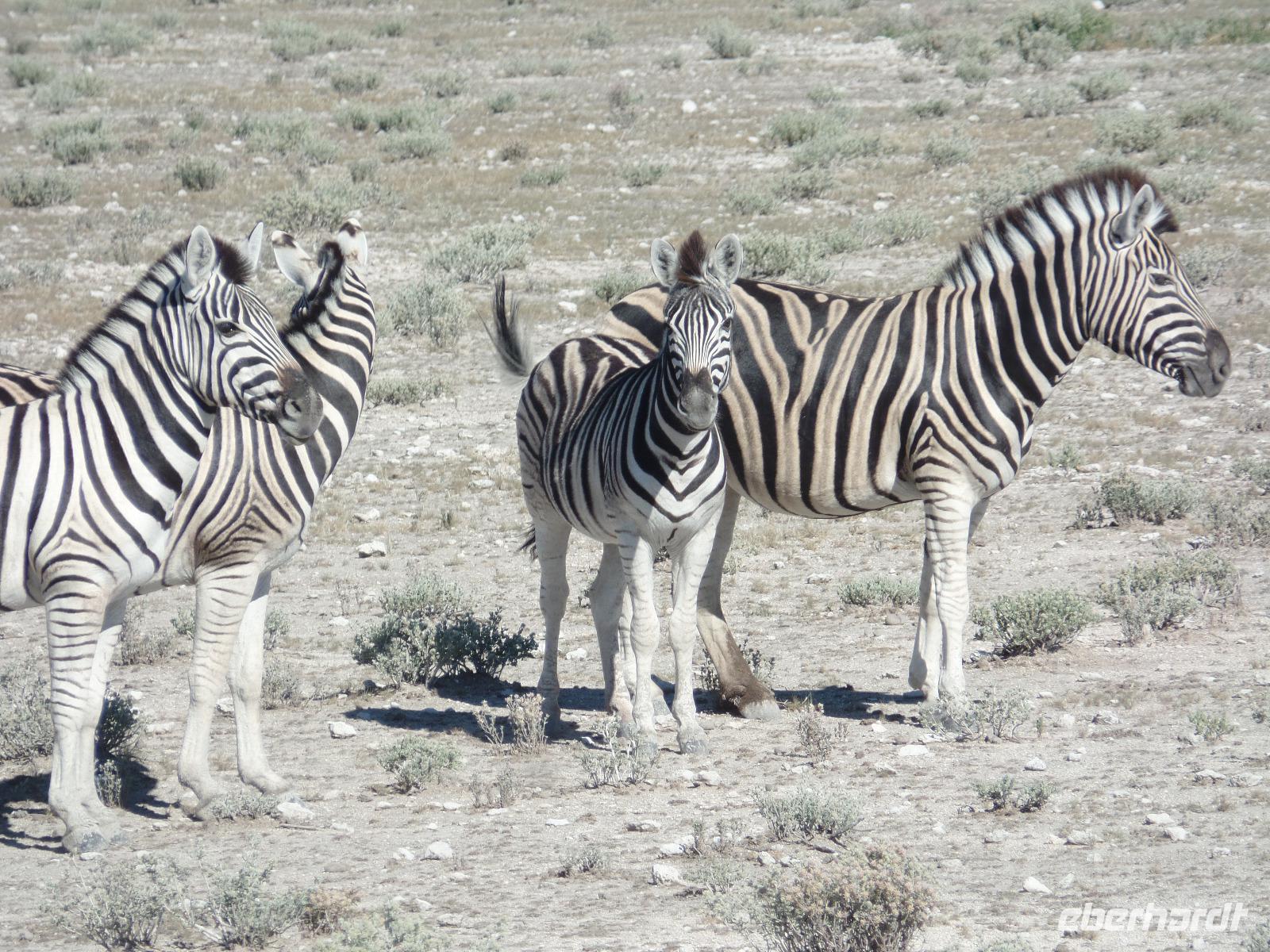 Singlereise Namibia – Etosha Nationalpark